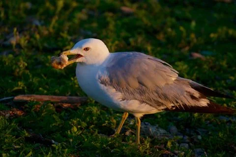 The close-up of the eating gull Stock Photos
