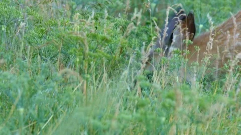 Close eating head down 2 North American Blacktail Mule Deer Doe Grazing in Video stock 81605835
