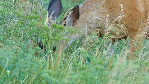 Close eating head down 3 North American Blacktail Mule Deer Doe Grazing in Stock Footage 81605638