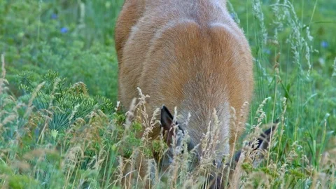 Close eating head down North American Blacktail Mule Deer Doe Grazing in Stock Footage 81606073