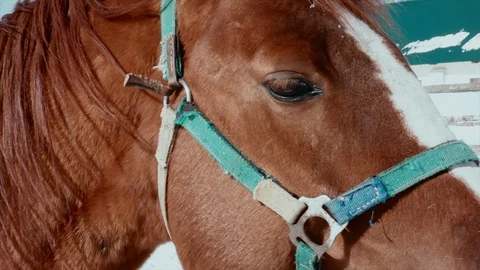 Close-up of a eating horse Stock Footage 99513052