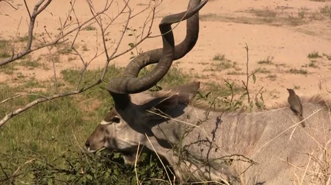 Close up of an eating kudu Stock Footage 8573525