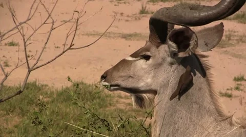 Close up of an eating kudu Stock Footage 8574519