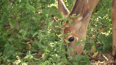 Close up of eating nyala Stock Footage 8623252
