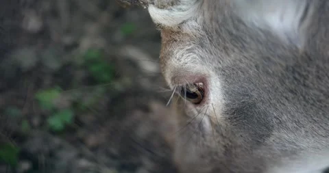 Close up of a eating red deer buck head and eye Stock Footage 330049091