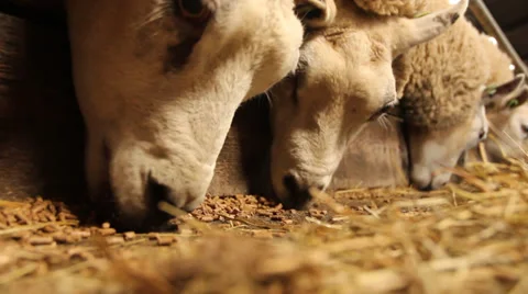 Close up of eating sheep Stock Footage 35971168