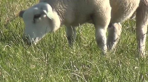 Close Up of eating sheeps. Stock Footage 55940751