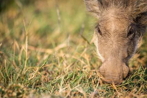 Close up of an eating Warthog. Stock Photos