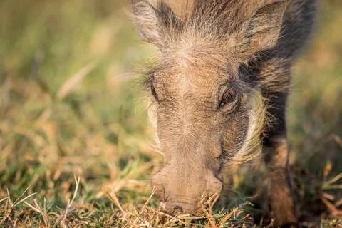 Close up of an eating Warthog. Stock Photos