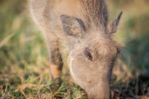 Close up of an eating Warthog. Stock Photos