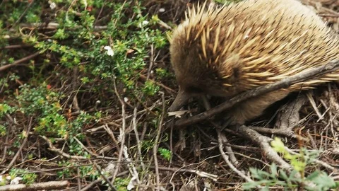 Close up of an echidna foraging at cape pillar in tasmania Stock Footage 72657992