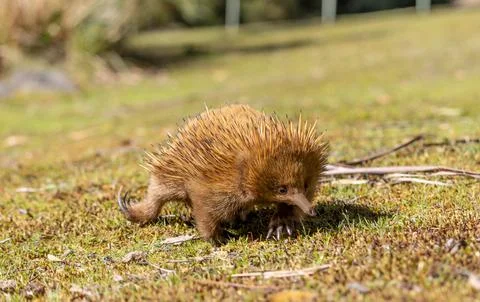 Close up of an Echidna on the ground walking towards the camera in Tasmania.. Stock Photos