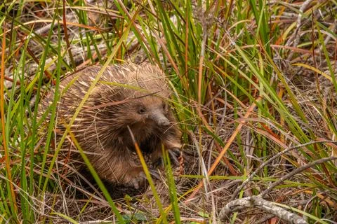 Close up of an Echidna looking at the camera on the Freycinet Peninsula in .. Stock Photos