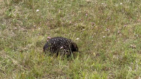 Close-Up of Echidna Walking Through Colorful Wildflowers Outdoors – Australia Stock Footage 331025058