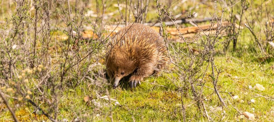 Close up of an Echidna walking towards the camera on the Freycinet Peninsul.. Stock Photos