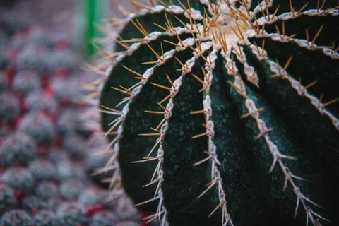 Close up on echinocactus grusoni leaf and plant Stock Photos