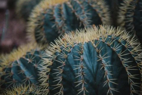Close up on echinocactus grusoni leaf and plant Stock Photos