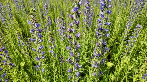 Close-up of Echium vulgare flowers with bees landing and flying between them. Stock Footage 326201512