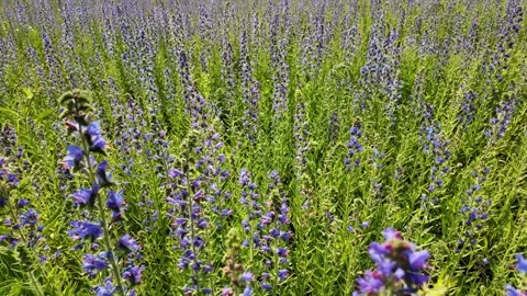 Close-up of Echium vulgare plants gently swaying in the wind in a meadow. Stock Footage 331651013