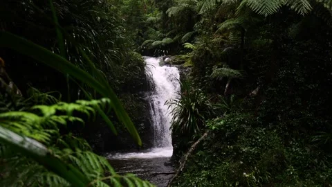 Close-Up of Echo Falls in Lamington NP, Tranquil Waterfall Scene Stock Footage 283831489