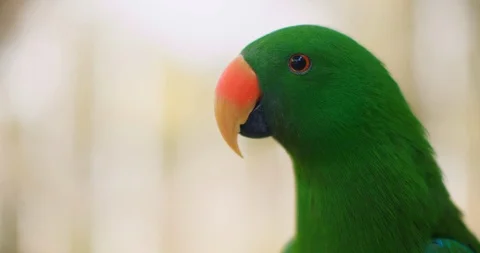 Close up of Eclectus parrot (Eclectus roratus), shallow depth of field. BMPCC 4K Stock Footage 125581331