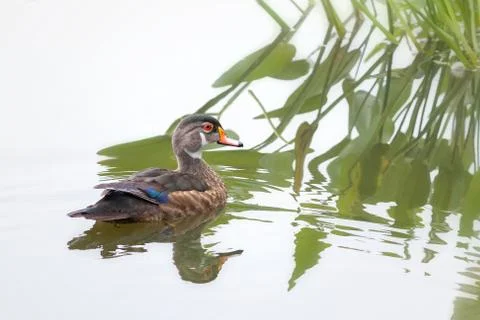 Close up of eclipse plumage Wood Duck swimming near aquatic plants Stock Photos