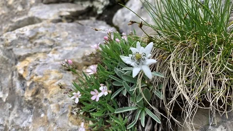 Close up of an edelweiss moved by the wind in a mountain place Stock Footage 112739105