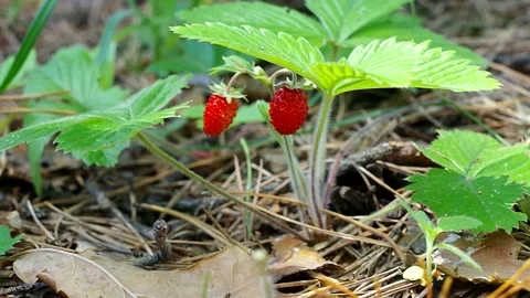 Close-up of edible forest berries in the wild. Stock Footage 334439213