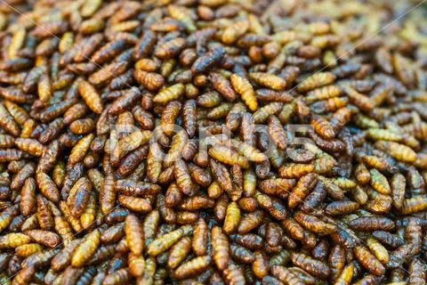 Close up of edible fried silk worms, thai street food market ~ Hi Res ...