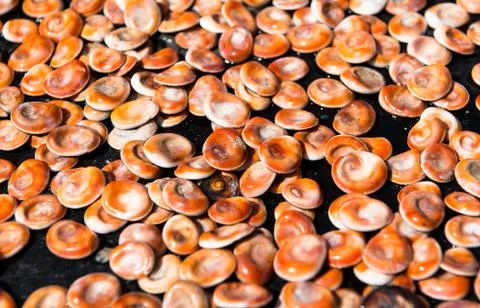 Close-up of edible shell Stock Photos