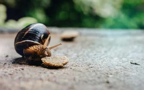 Close up of edible snail in shell crawling on road. 写真素材