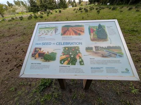 Close-up educational sign explaining the journey of Christmas trees Fotos Stock