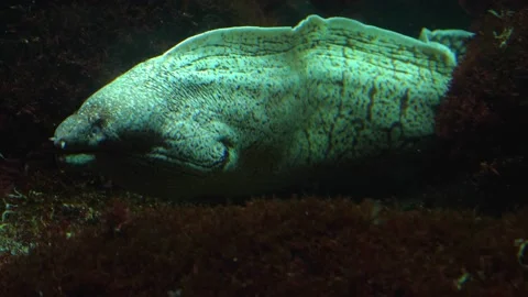 Close up of eel Stock Footage 135041413