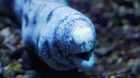 Close up of eel Stock Footage 135066933