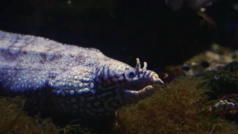 Close up of eel Stock Footage 135525599