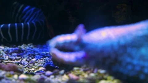 Close up of eel Stock Footage 139115553