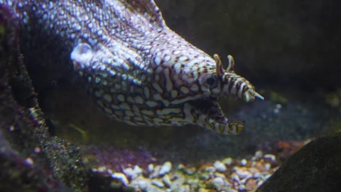 Close up of eel opening Stock Footage 244552420