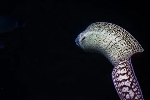 Close-up of an eel in a tank on a dark background Stock Photos
