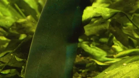 Close up of eel's tail  Stock Footage 141281466