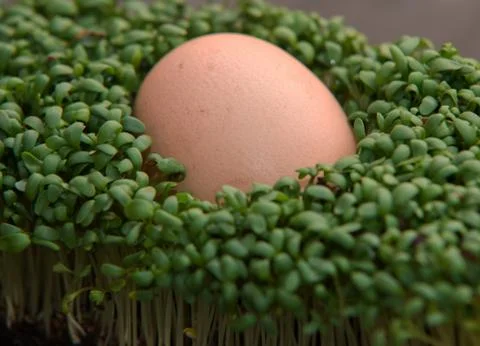 Close up on egg in the cress on dark background Stock Photos