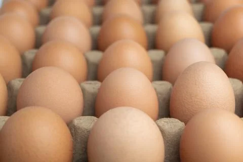 Close up egg on egg tray Stock Photos