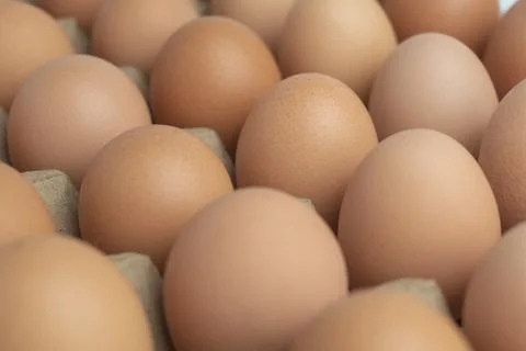 Close up egg on egg tray Stock Photos