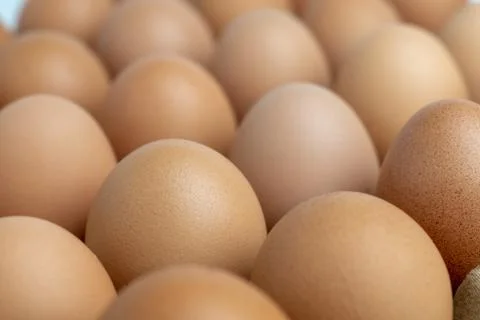 Close up egg on egg tray Stock Photos
