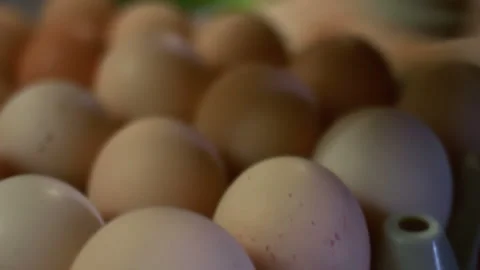 Close up egg grading machine lifting brown eggs. Packing tray poultry factory. Vidéo 348683039