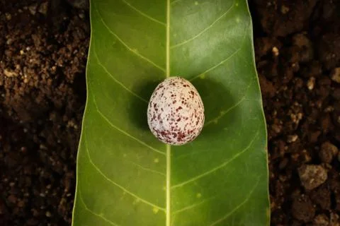 Close-up of an egg of a red- vented bulbul bird on a green mango leaf. Фото
