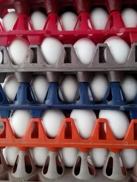 Close up of a egg stack trays Stock Photos