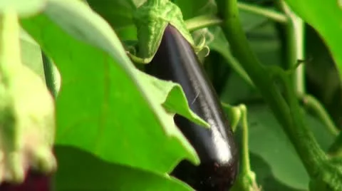 Close-up of eggplant growing in the garden Stock Footage
