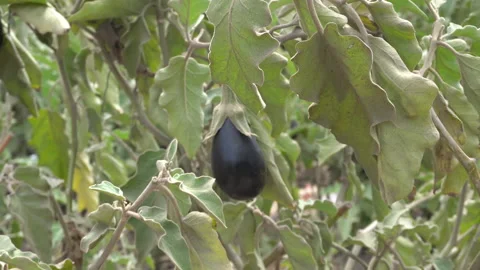Close-up of an eggplant on its stem Stock Footage 141826694