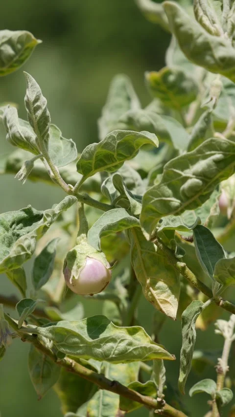 Close-up of an eggplant plant with a small young fruit growing on a branch again Stock Footage 341394972