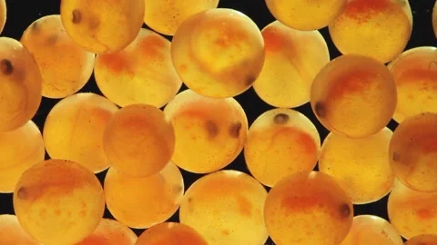 Close up of  eggs of a brown trout Stock Footage 147926059